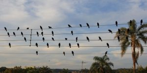 Foto de pássaros em fios elétricos vira sinfonia e conquista Leão de Ouro em Cannes 17 anos depois