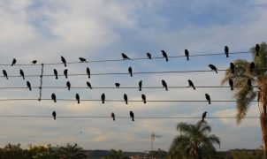 Foto de pássaros em fios elétricos vira sinfonia e conquista Leão de Ouro em Cannes 17 anos depois