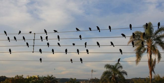 Foto de pássaros em fios elétricos vira sinfonia e conquista Leão de Ouro em Cannes 17 anos depois