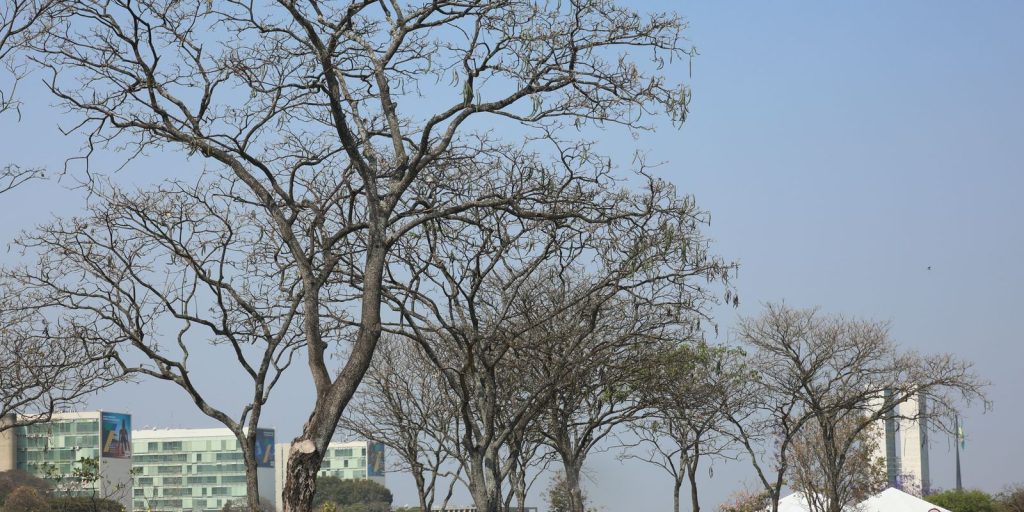 DF e Cerrado enfrentam pior fase da estiagem com aumento de incêndios e alerta para o super El Niño