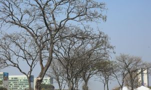 DF e Cerrado enfrentam pior fase da estiagem com aumento de incêndios e alerta para o super El Niño