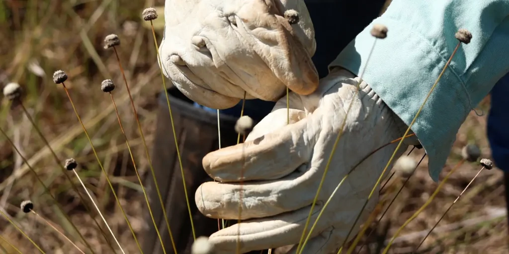 Plantas raras consideradas extintas há mais de 30 anos são redescobertas em Minas Gerais