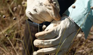Plantas raras consideradas extintas há mais de 30 anos são redescobertas em Minas Gerais