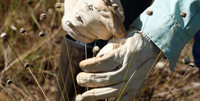 Plantas raras consideradas extintas há mais de 30 anos são redescobertas em Minas Gerais