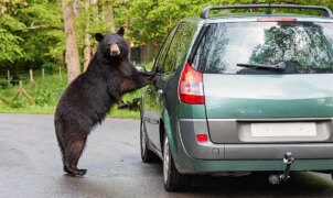 Tourists smash SUV window to free black bear trapped inside their vehicle in Gatlinburg