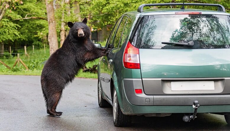 Tourists smash SUV window to free black bear trapped inside their vehicle in Gatlinburg