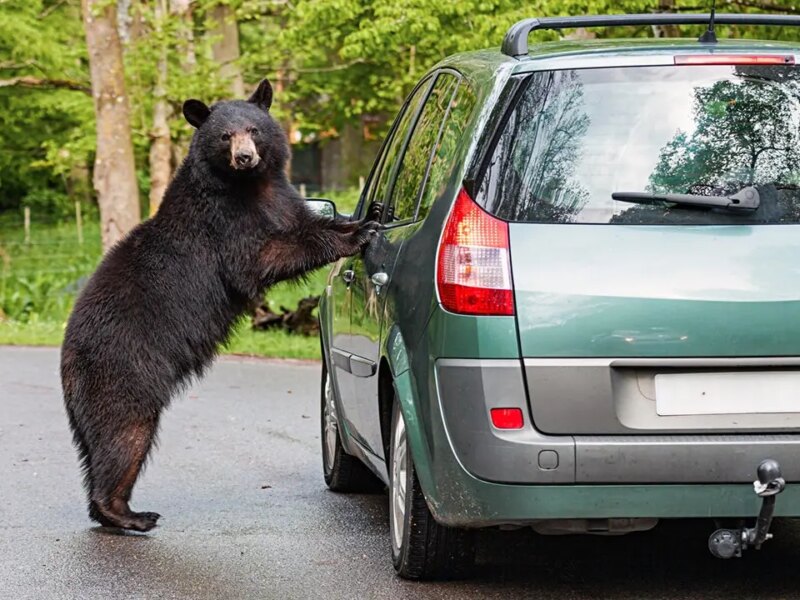 Tourists smash SUV window to free black bear trapped inside their vehicle in Gatlinburg