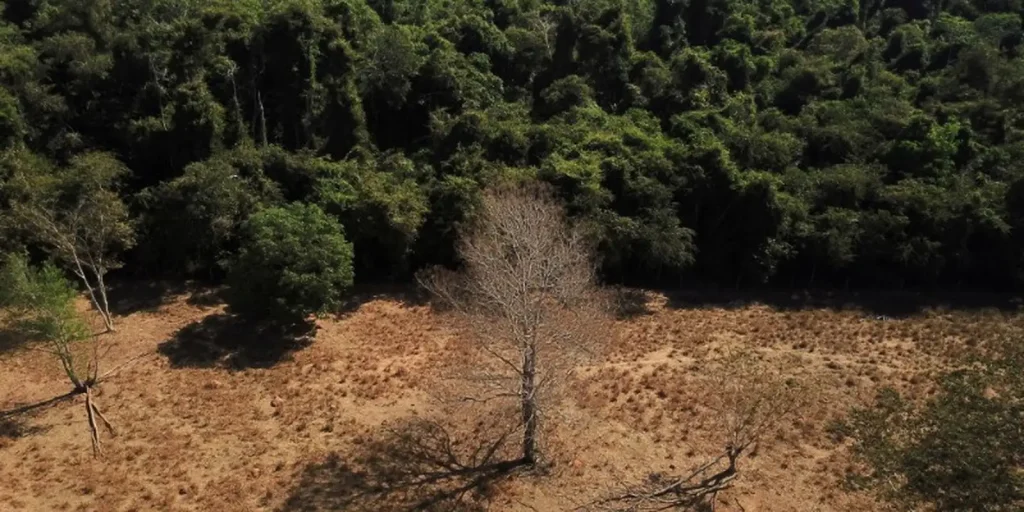 Meta brasileira de restaurar 163 mil km² de terras até 2030 enfrenta cobranças para sair do papel