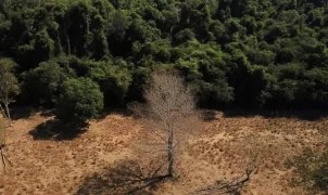 Meta brasileira de restaurar 163 mil km² de terras até 2030 enfrenta cobranças para sair do papel