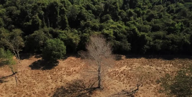 Meta brasileira de restaurar 163 mil km² de terras até 2030 enfrenta cobranças para sair do papel