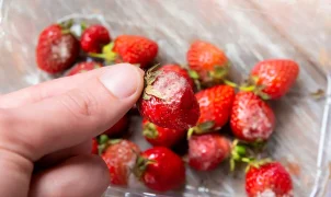 Seaweed coating doubles strawberries' shelf life without refrigeration: study