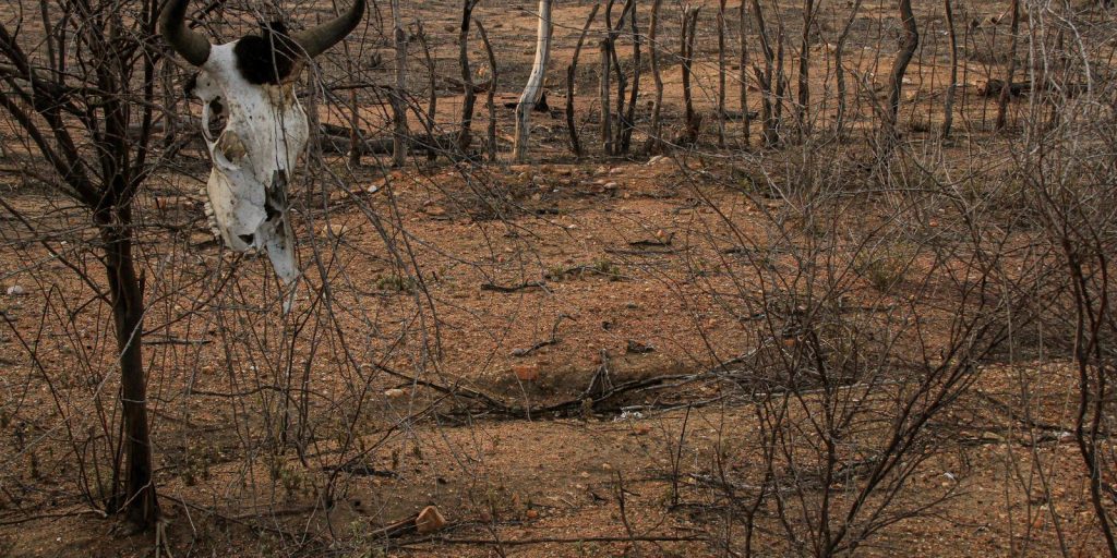 COP 17 sobre desertificação começa na Mongólia com foco na seca e na degradação do solo