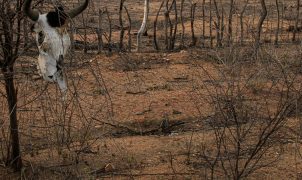 COP 17 sobre desertificação começa na Mongólia com foco na seca e na degradação do solo