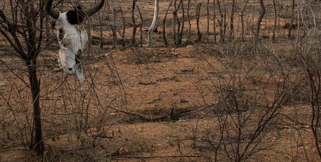 COP 17 sobre desertificação começa na Mongólia com foco na seca e na degradação do solo
