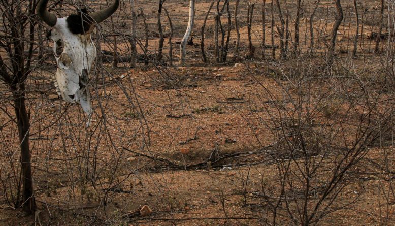 COP 17 sobre desertificação começa na Mongólia com foco na seca e na degradação do solo