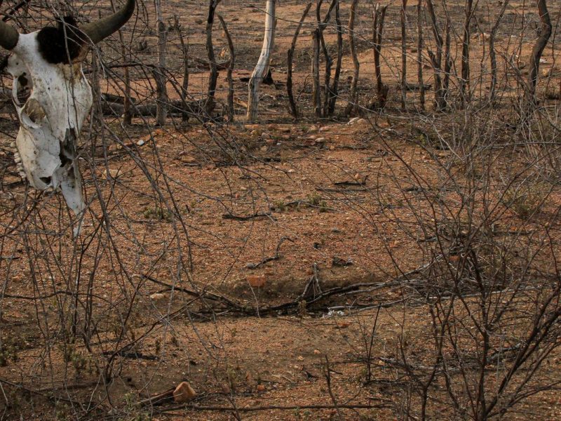 COP 17 sobre desertificação começa na Mongólia com foco na seca e na degradação do solo