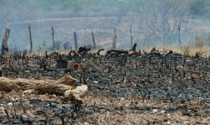 Sociedade civil critica agenda da COP17 por excluir gênero e participação social
