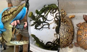 69 live reptiles found smuggle at Mexico border in wildlife bust