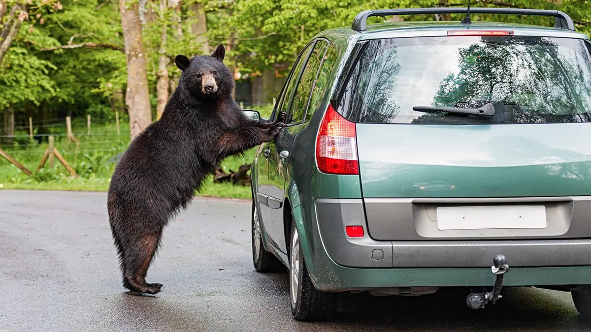 Black bear stands on hind legs inspecting a green car on a forest road.