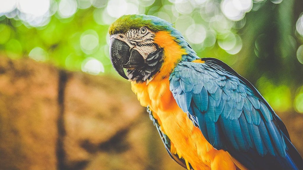 Rogue parrot attacks players during Brazilian U-15 soccer game, then comes back and does it again