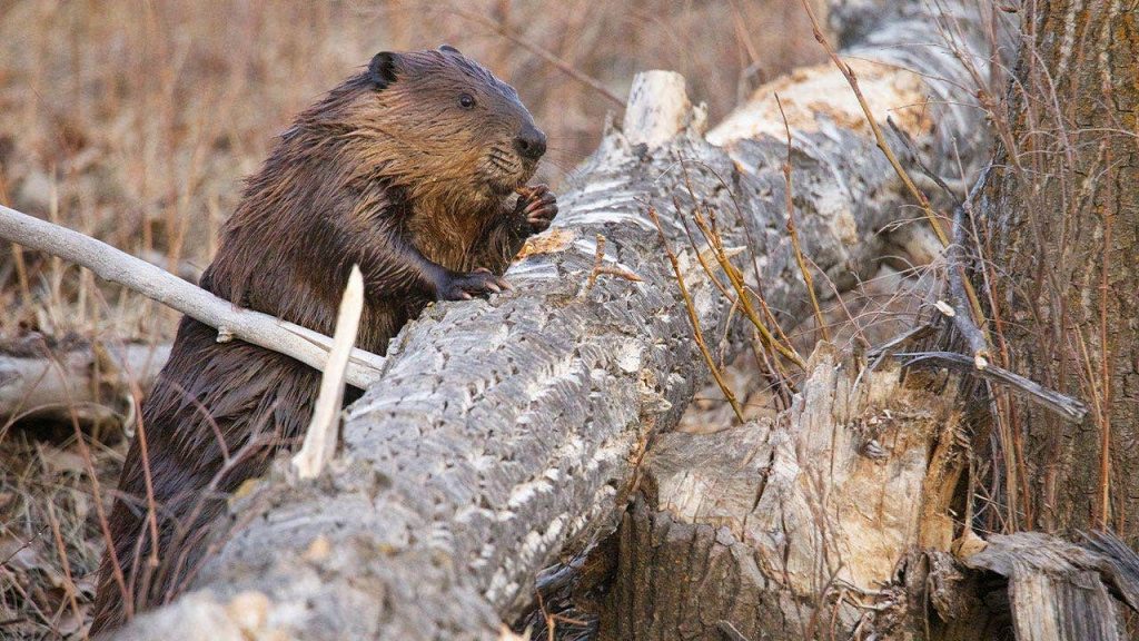 Castor ataca menina de 10 anos em parque estadual de Maryland; é o terceiro caso em menos de três semanas