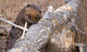 Seneca Creek State Park beaver attacks Maryland girl, 3rd in weeks