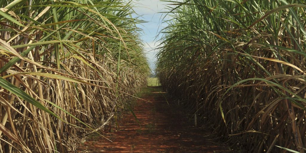 Conab projeta safra de cana-de-açúcar 4,7% maior e recorde na produção de etanol