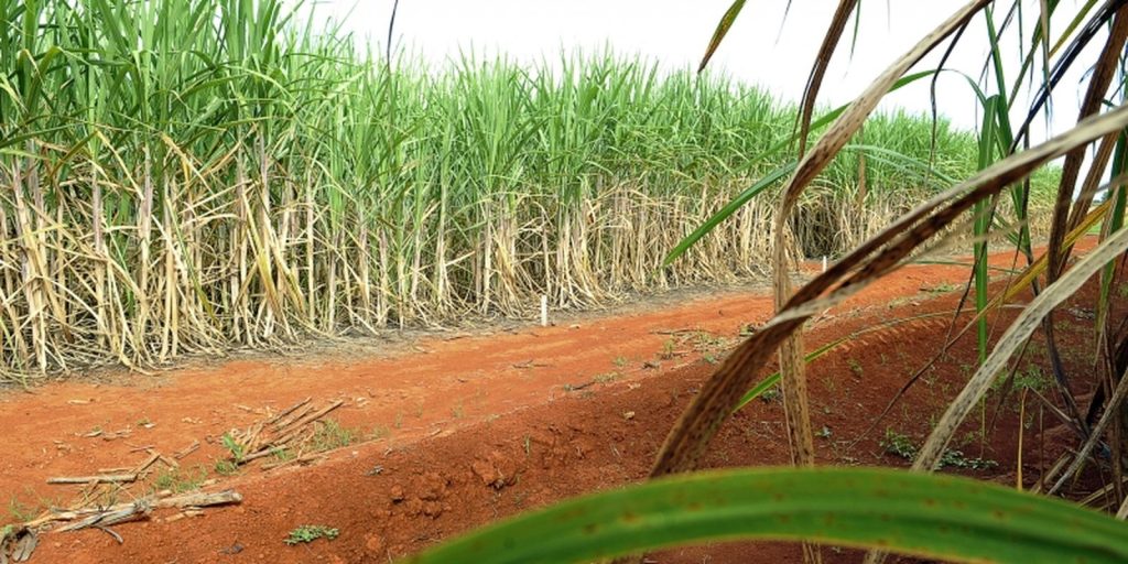 Pesquisa da UFRB mapeia resíduos agrícolas da Bahia para produção de hidrogênio verde