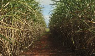 Conab projeta safra de cana-de-açúcar 4,7% maior e recorde na produção de etanol