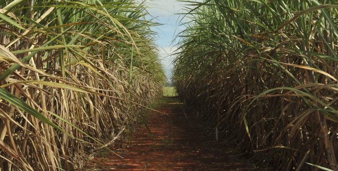 Conab projeta safra de cana-de-açúcar 4,7% maior e recorde na produção de etanol
