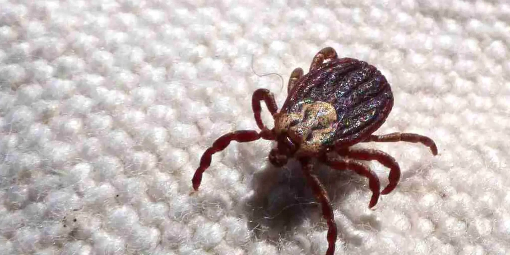 São Paulo registra 18 mortes por febre maculosa entre janeiro e julho