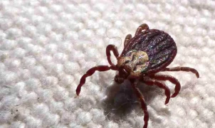 São Paulo registra 18 mortes por febre maculosa entre janeiro e julho