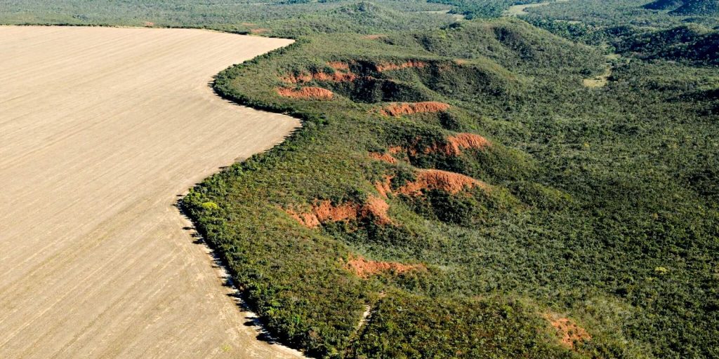 Cerrado: aliança com 180 organizações ganha reconhecimento da ONU