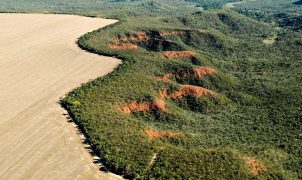 Cerrado: aliança com 180 organizações ganha reconhecimento da ONU