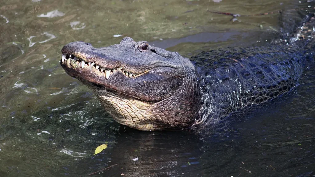 Filho de vítima de ataque de jacaré na Flórida culpa turistas e usuários de redes sociais por aproximação dos animais