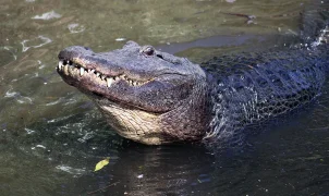 Son of Florida alligator attack victim says tourists and TikTokers are emboldening the gators