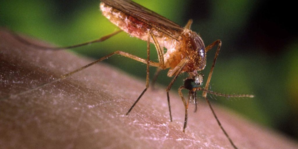 São Paulo registra primeiros casos humanos de febre do Nilo Ocidental