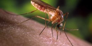São Paulo registra primeiros casos humanos de febre do Nilo Ocidental