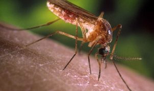 São Paulo registra primeiros casos humanos de febre do Nilo Ocidental