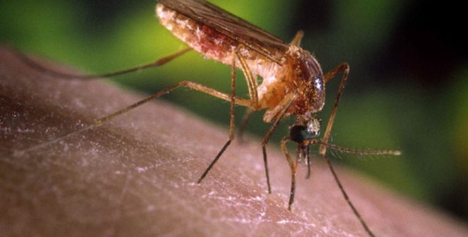 São Paulo registra primeiros casos humanos de febre do Nilo Ocidental