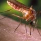 São Paulo registra primeiros casos humanos de febre do Nilo Ocidental