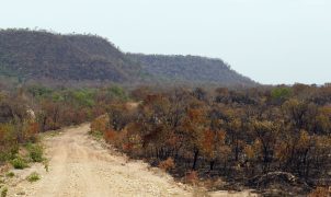 MapBiomas: perda de vegetação nativa aumenta exposição do país ao El Niño