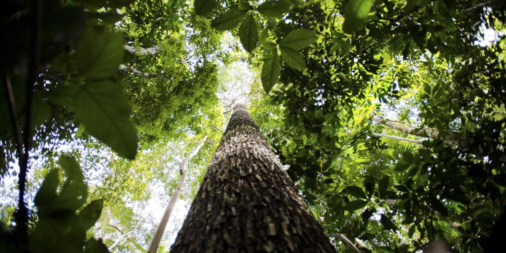 Estudo aponta que escassez de água pode ser mais letal para plantas do que o calor