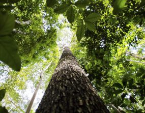 Estudo aponta que escassez de água pode ser mais letal para plantas do que o calor