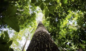 Estudo aponta que escassez de água pode ser mais letal para plantas do que o calor