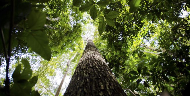Estudo aponta que escassez de água pode ser mais letal para plantas do que o calor