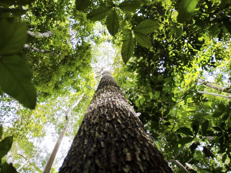 Estudo aponta que escassez de água pode ser mais letal para plantas do que o calor