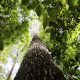 Estudo aponta que escassez de água pode ser mais letal para plantas do que o calor