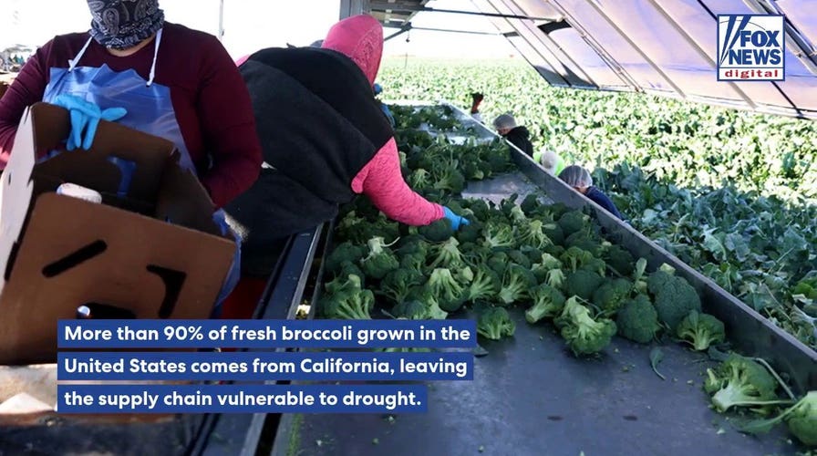 Drought could squeeze broccoli supply as researchers consider new growing regions