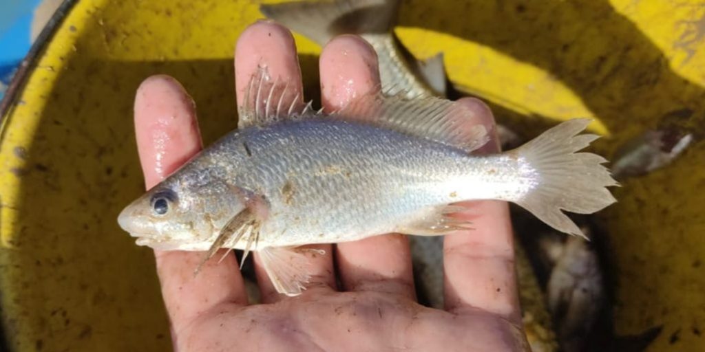 Estudo registra taxa recorde de deformações em peixes no litoral norte do Espírito Santo